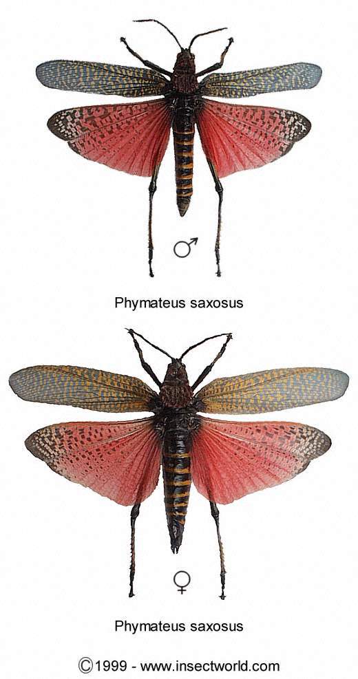 Phymateus Saxosus M A1